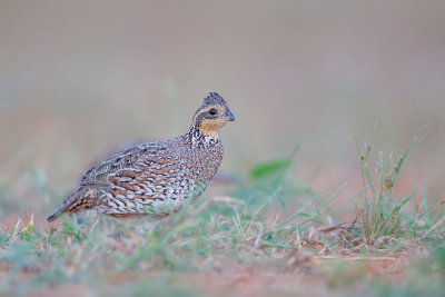 Northern Bobwhite