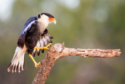 Crested Caracara