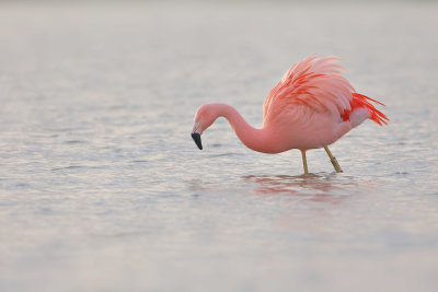 Chilean Flamingo