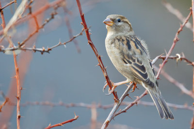 House Sparrow