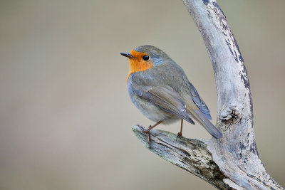 European Robin