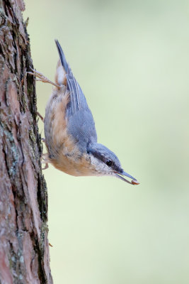 European Nuthatch