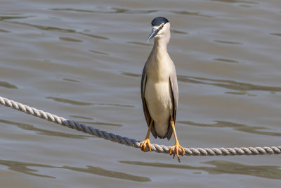 Birds of China