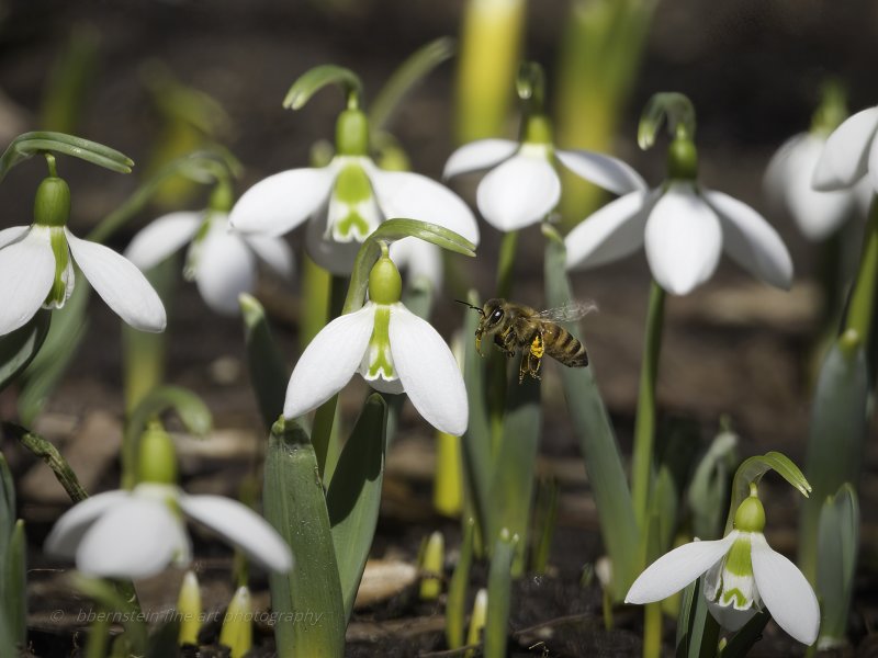 Spring bee on snowdrop 