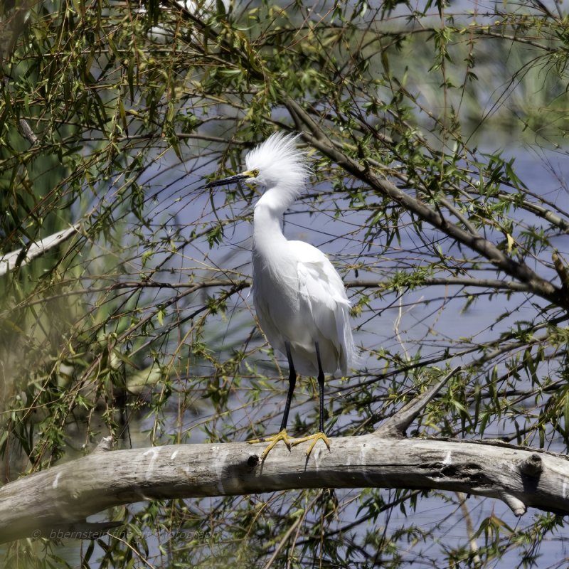 Snowy egret after lunch