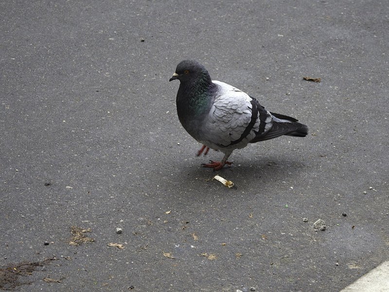 Trash Walkin' Pigeon 