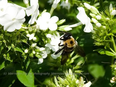 Macros and Close-ups