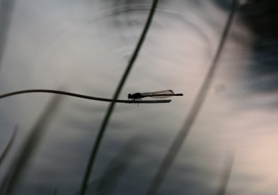 Wild van Natuur Workshop mei 2019