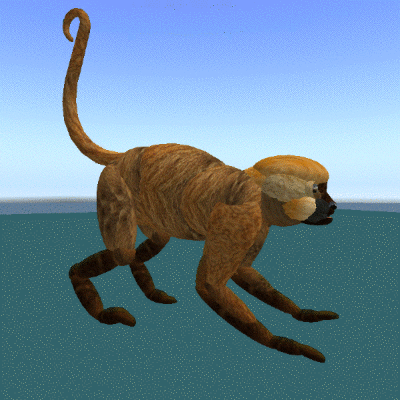 SpiderMonkeyBrownANIMATED.gif
