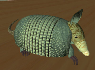 armadillo_002 copy.jpg