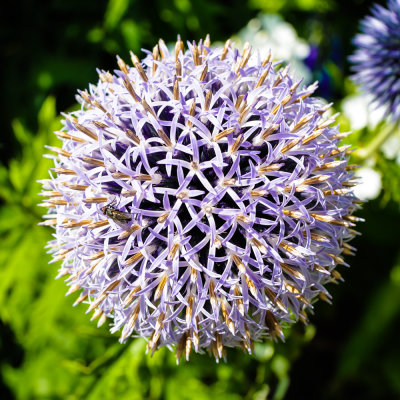 Bicton Park flower.