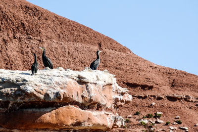 Cormorant birds near Sandy Bay