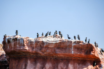 Cormorant birds near Sandy Bay