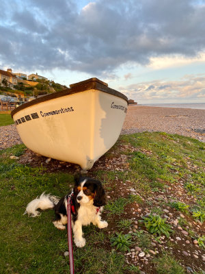 Evening walk with Baillie