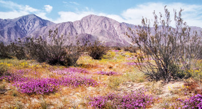Memories from the Past - Anza Borrego State Park in Spring