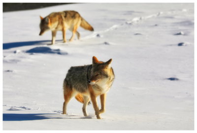 Chilled Coyotes
