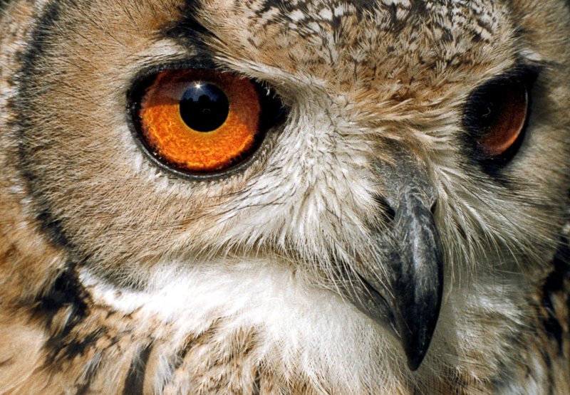 Owl Colour.jpg