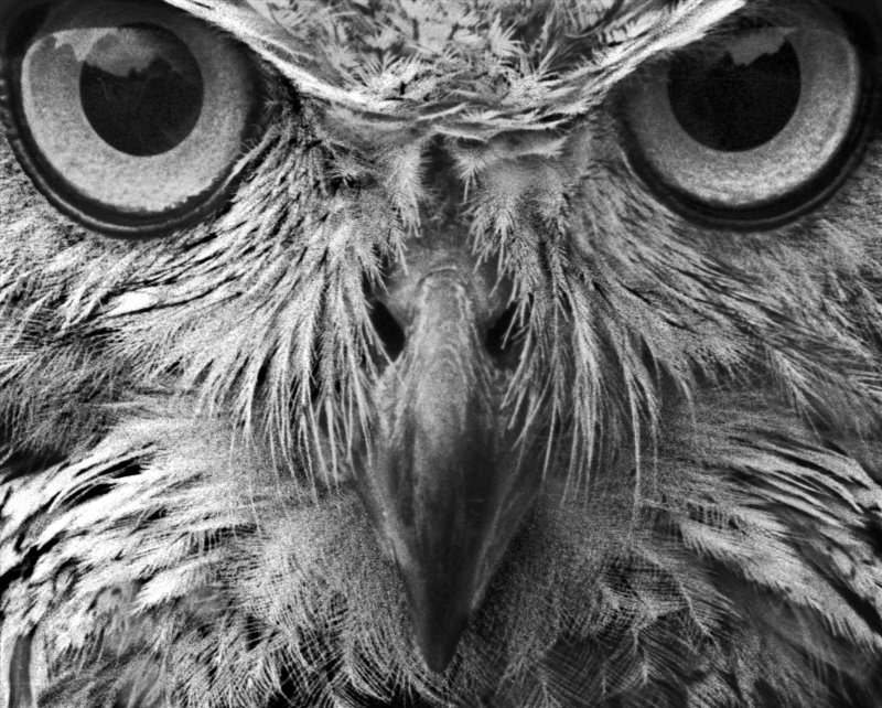 Owl BW.jpg