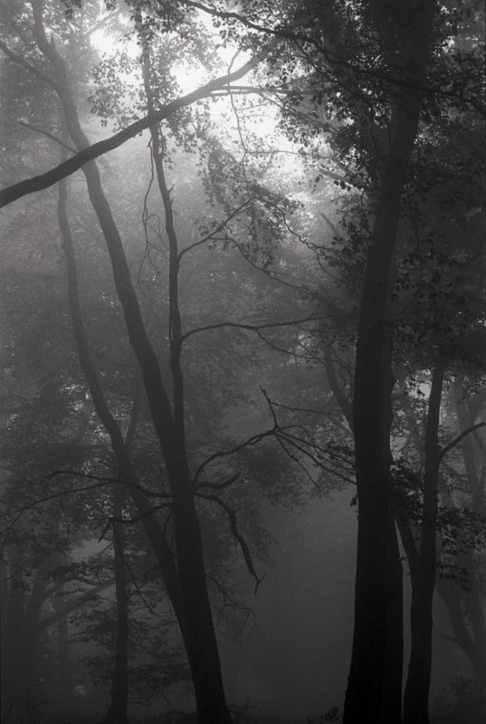 Ashridge mist.jpg