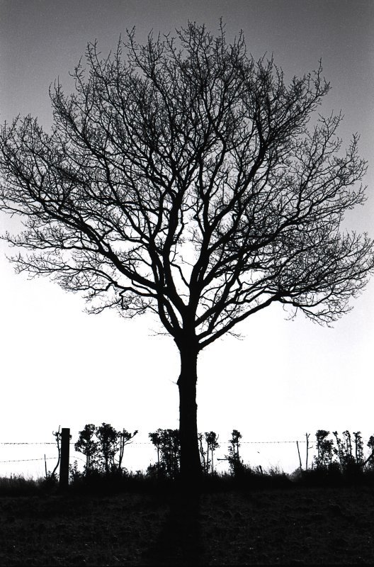 Silhouette Tree.jpg