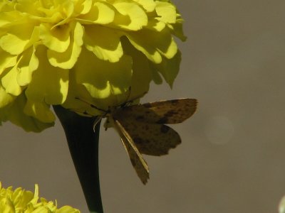 yellow zinnia