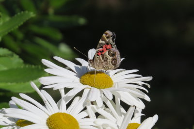 daisey visitor