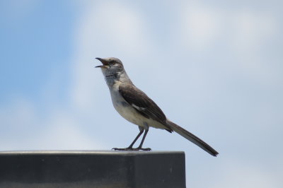 Florida songbird