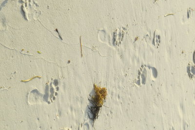 footprints in the sand