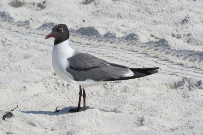 Florida seagull