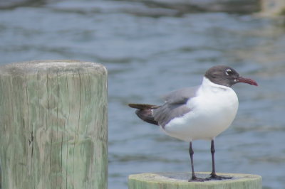 Florida seagull