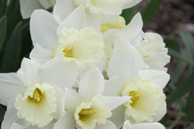 white daffodil cluster