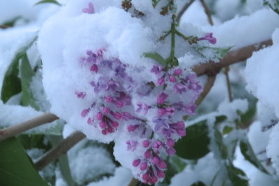 lilacs in snow