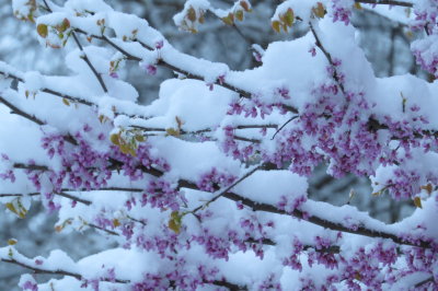 lilas in snow