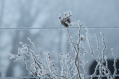 ice encased weeds