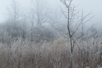 frosty landscape