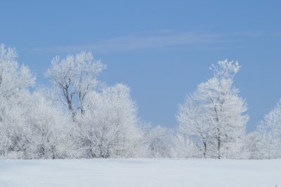 frosty cold trees