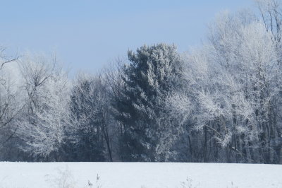 frosted trees