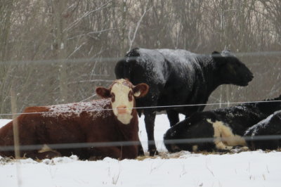 snow covered 