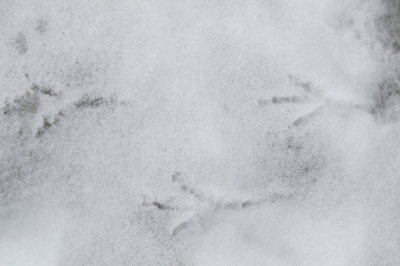 bird tracks in snow