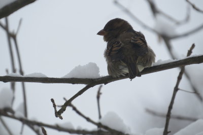 winter sparrow