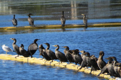 coot line up