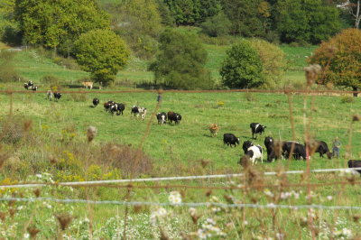 barn bound - milking time