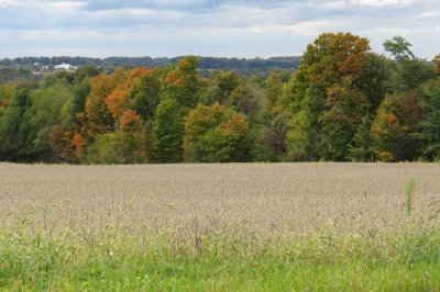 ready for harvest