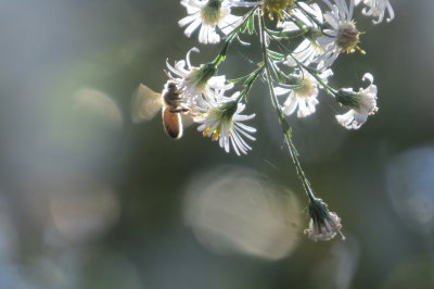 bee gathering 