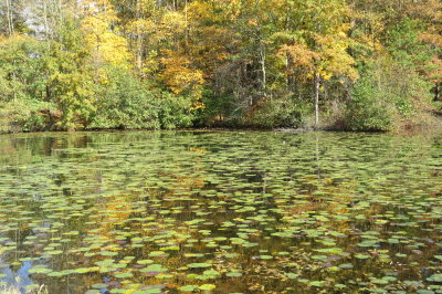 reflections of warm color