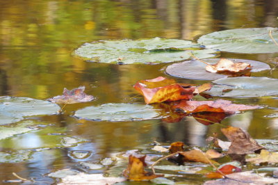 fall leaves on water