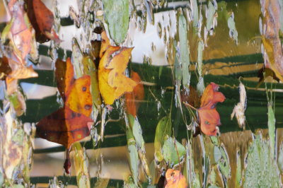 fall leaves on water