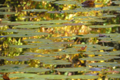 bright contrast with lily pads