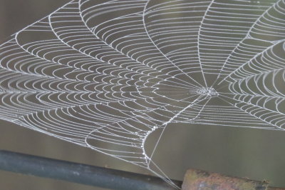 misty spiderweb