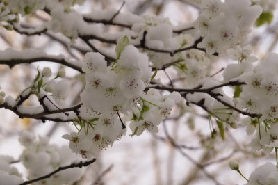 pear tree blooms in snow